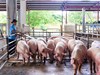 Giá heo hơi hôm nay 5/6/2023: Miền Nam có giá cao nhất cả nước
